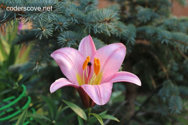 Lillium - Pink Perfection